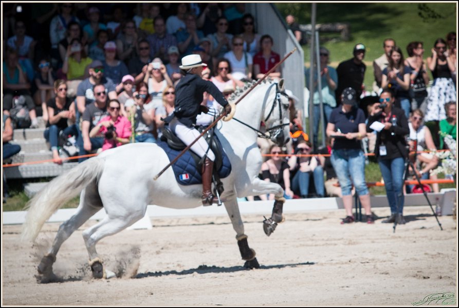 Pferd International 168